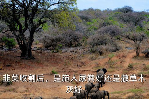 韭菜收割后，是施人尿糞好還是撒草木灰好