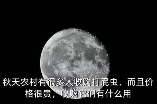 秋天農(nóng)村有很多人收購打屁蟲，而且價格很貴，收購它們有什么用