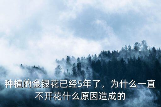 種植的金銀花已經(jīng)5年了，為什么一直不開(kāi)花什么原因造成的