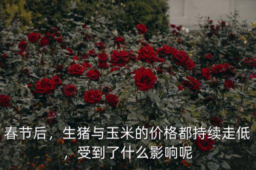 春節(jié)后，生豬與玉米的價(jià)格都持續(xù)走低，受到了什么影響呢