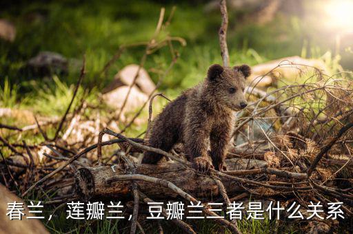 春蘭，蓮瓣蘭，豆瓣蘭三者是什么關(guān)系