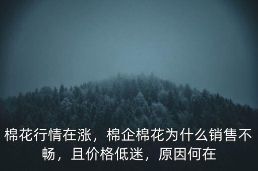 棉花行情在漲，棉企棉花為什么銷售不暢，且價格低迷，原因何在