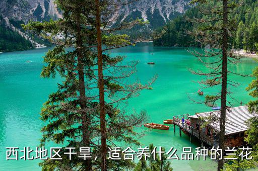 西北地區(qū)干旱，適合養(yǎng)什么品種的蘭花