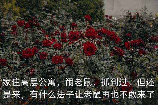 家住高層公寓，鬧老鼠，抓到過，但還是來，有什么法子讓老鼠再也不敢來了