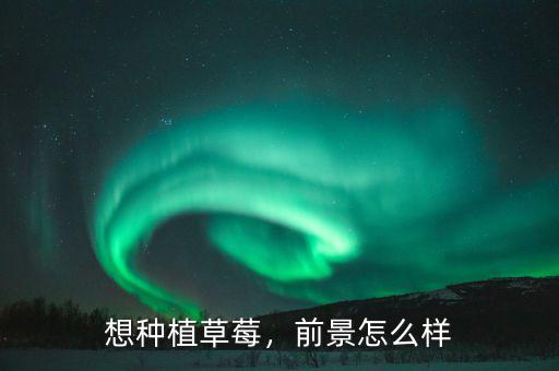 想種植草莓，前景怎么樣