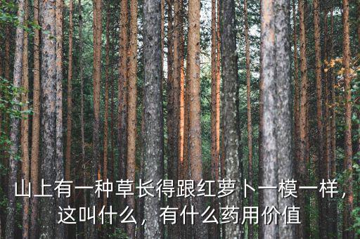 山上有一種草長得跟紅蘿卜一模一樣，這叫什么，有什么藥用價值