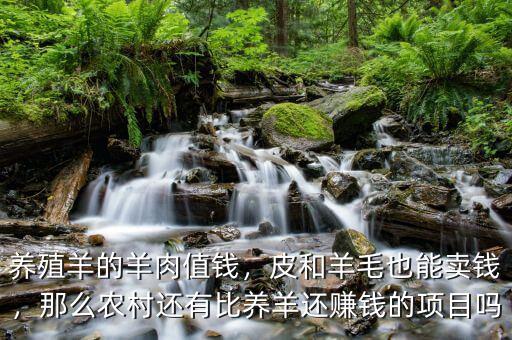養(yǎng)殖羊的羊肉值錢，皮和羊毛也能賣錢，那么農(nóng)村還有比養(yǎng)羊還賺錢的項目嗎