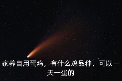 家養(yǎng)自用蛋雞，有什么雞品種，可以一天一蛋的