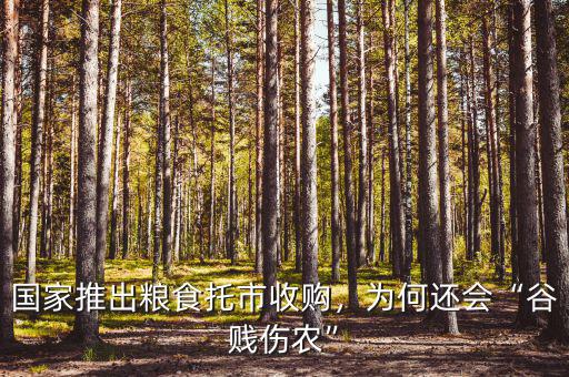 國家推出糧食托市收購，為何還會“谷賤傷農(nóng)”