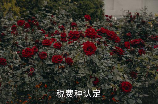 稅費種認(rèn)定