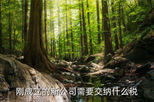 新成立的公司報(bào)什么稅，公司成立后需要交那些稅
