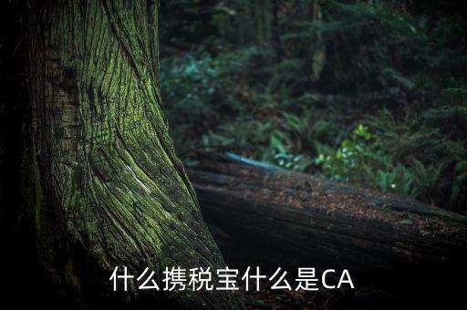 青島國稅ca證書是什么，什么攜稅寶什么是CA