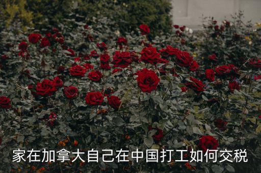 加拿大如何征稅，注冊加拿大公司怎么報稅