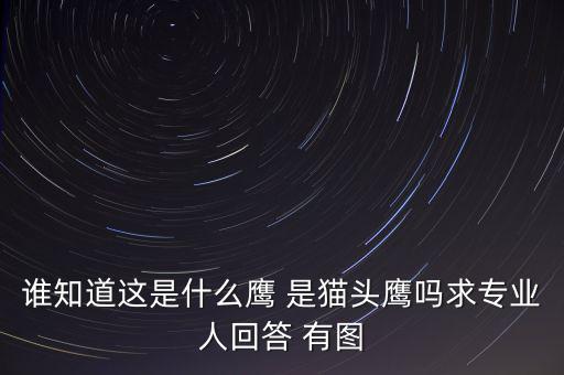 頭長的像鷹是什么鴿子，有那種飛禽類似鷹但又比鷹小專捕食鴿子