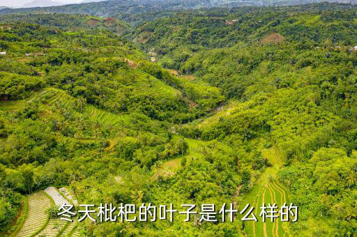 高位死叉是什么樣子的，起搏器是什么樣子的