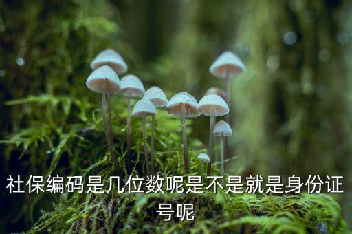 單位社保編碼14位是什么，什么是社保編號
