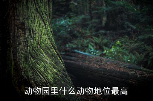 動(dòng)物園什么動(dòng)物人氣最高，動(dòng)物園什么動(dòng)物地位最高
