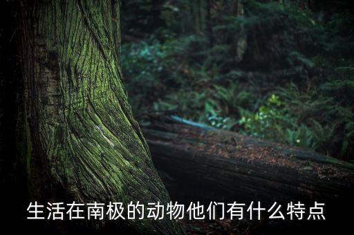 生活在南極的他們用什么理財，生活在南極的企鵝他們?nèi)绾卫碡?/></a></span><span id=