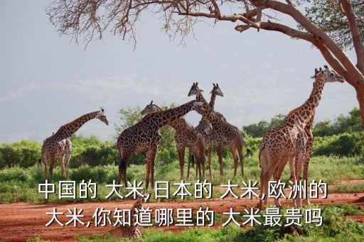 中國的 大米,日本的 大米,歐洲的 大米,你知道哪里的 大米最貴嗎