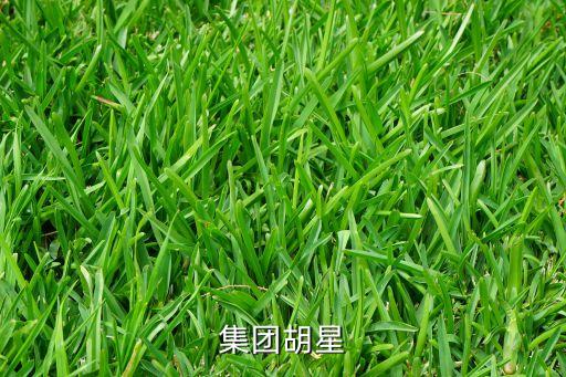高盛集團胡星