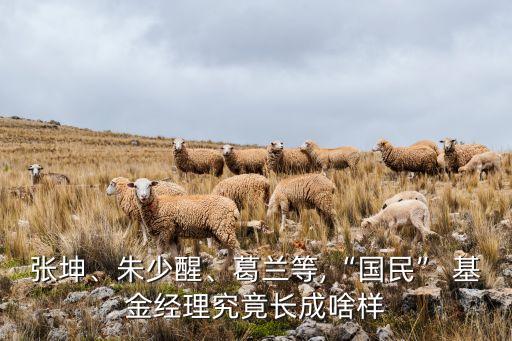 張坤、朱少醒、葛蘭等,“國(guó)民” 基金經(jīng)理究竟長(zhǎng)成啥樣