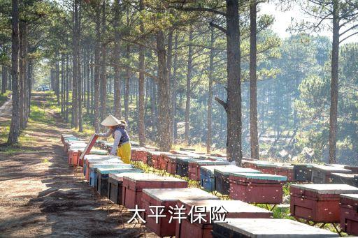 網上保險公司馬云,馬云開的保險公司叫什么名字