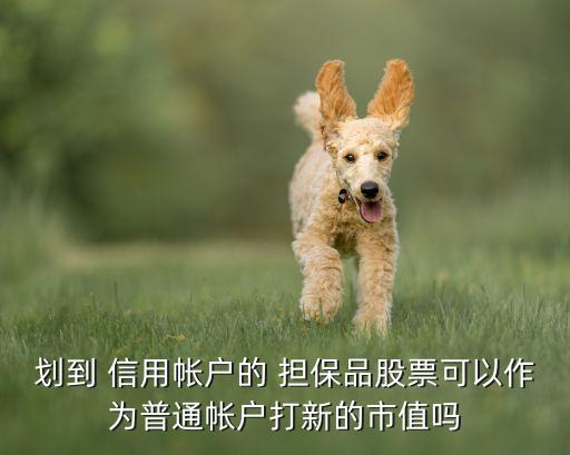 劃到 信用帳戶(hù)的 擔(dān)保品股票可以作為普通帳戶(hù)打新的市值嗎